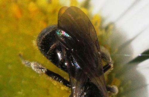 Lasioglossum sp.
